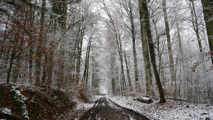 Waldweg mit Schnee bedeckt