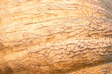 Big red pumpkin background, copy space, Orange giant pumpkin texture, close-up