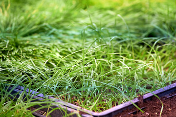 Sprouted wheat grains after sowing in the ground. Green wheat sprouts close-up