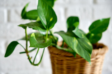 Houseplant Epipremnum in a flower pot against a white brick wall. Home plant on white table, closeup
