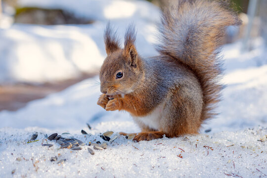 wild squirrel eats nuts and seeds on snow in winter park © Leka