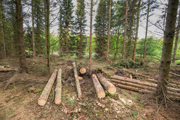 Overview of a spruce forest destroyed by winter storm Unice, causing deforestation with...