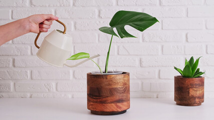Woman gardener pours water from a watering can for planting a houseplant in a pot, home interior. Female hands with a watering can pour water into a flower pot for soil preparation, white background