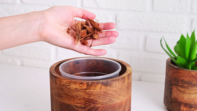 Woman gardener pours coconut chips for planting a houseplant in a pot, home interior. Female hands pour coconut flakes into a flower pot to fertilize the soil, white brick wall background