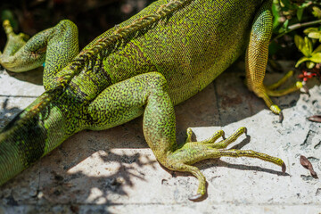 iguana on a tree