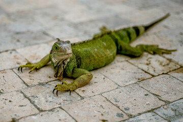 lizard on a tree