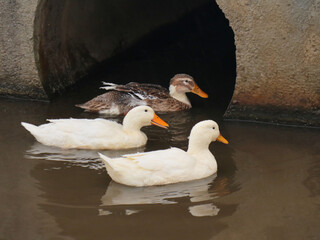 Close up three domestic geese swimming in water