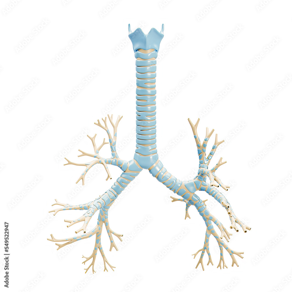 Wall mural accurate bronchial tree with trachea and thyroid cartilage 3d rendering illustration on white backgr
