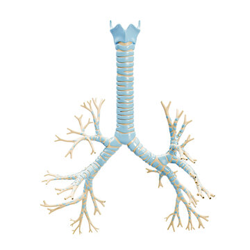 Accurate bronchial tree with trachea and thyroid cartilage 3D rendering illustration on white background. Blank anatomical diagram or chart of the bronchi of human lungs. Medical and anatomy concept.