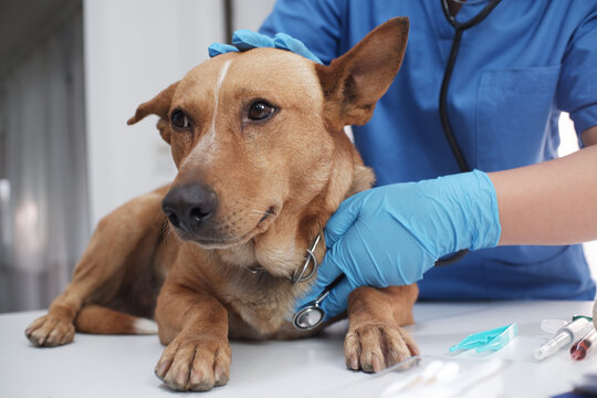 The veterinarian doctor treating, checking on dog at vet clinic
