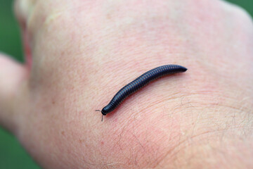 Ommatoiulus sabulosus, also known as the striped millipede, is a European millipede of the family...