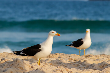 Rio de Janeiro, RJ, Brazil - August 28, 2022 - Seagulls on Grumari Beach