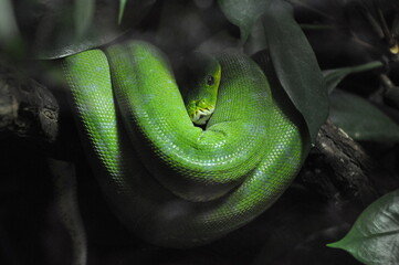 Green Python
