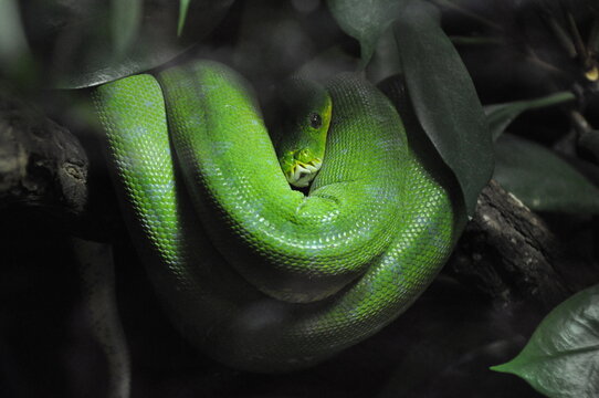 Green Python