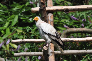 Egyptian Vulture