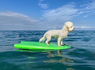 White curly dog bichon surfing on a surfboard at the seas shore