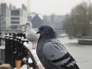 pigeon and a seagull in kaliningrad