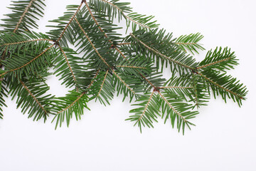 Green spruce branch on white background.
