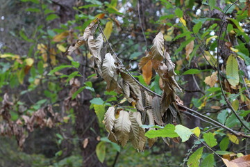 The most beautiful colorful autumn trees, photographed in macro. background, landscape and fractal shots. vibrant dry yellow green brown leaves, silence, happy season