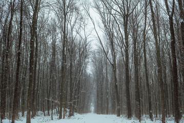 Dense snowy forest with thin trees;
a wide road in the middle of the forest with straight and tall tree trunks