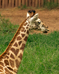Giraffe Neck