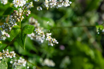Close-up view of white Buckwheat (Fagopyrum esculentum) flower heads on agricultural field in a sunny summer morning. Selective focus. Agribusiness theme.