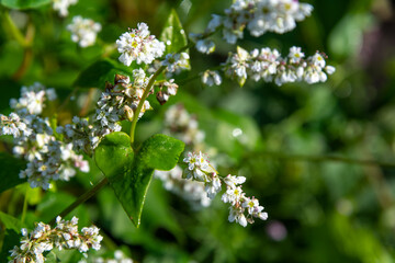Close-up view of white Buckwheat (Fagopyrum esculentum) flower heads on agricultural field in a sunny summer morning. Selective focus. Agribusiness theme.