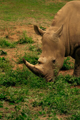 Obraz premium White Rhino Head