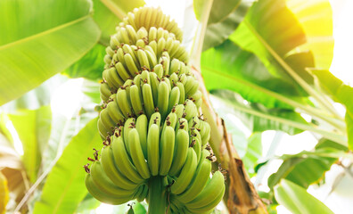 Fototapeta premium Plantation fruits tree in greenhouses, Closeup bunch growing ripe yellow banana with sunlight