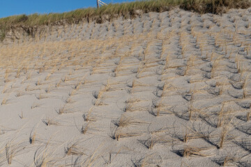 Neu angepflanzter Strandhafer zum Schutz der Dünen bei Kampen auf Sylt