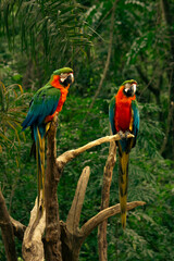 Arara Híbrida
