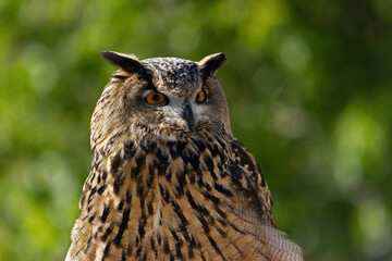 Eagle owl at a raptor exhibit. Bubo bubo.