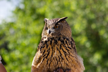 Eagle owl at a raptor exhibit. Bubo bubo.