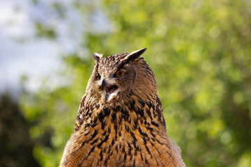 Eagle owl at a raptor exhibit. Bubo bubo.
