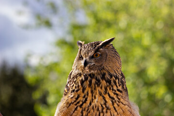 Eagle owl at a raptor exhibit. Bubo bubo.