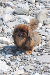 A small, beautiful red Pekingese dog sits on gray stones