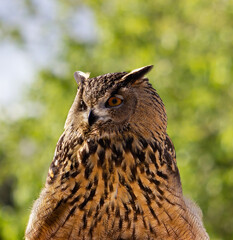 Eagle owl at a raptor exhibit. Bubo bubo.