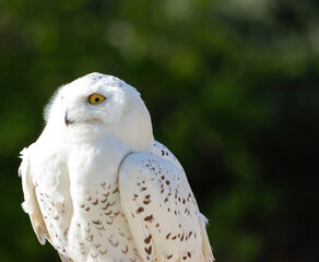 Obraz premium Snowy owl (bubo scandiacus) at a raptor exhibit