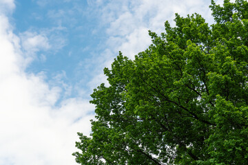 Crown of oak tree with green lush foliage and blue sky. Summer nature background.
