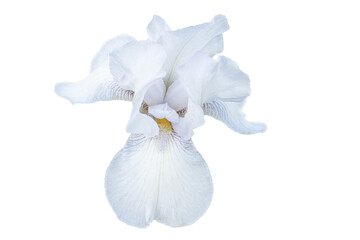Iris flower of white color isolated on white background.