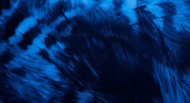 blue hawk feathers with visible detail. background or texture © Krzysztof Bubel