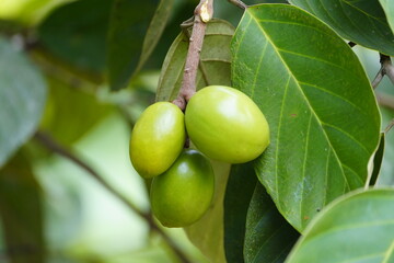 Poraqueiba sericea (common name: umari) is a species of tree in the family Metteniusaceae. Amazon rainforest, Brazil.