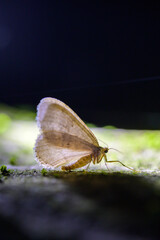 butterfly on leaf