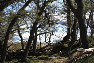 Obraz premium trees in the forest