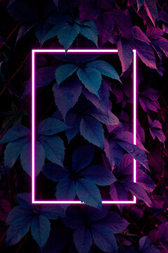 Creative fluorescent color layout. Neon light flat square frame on leaves background in dark colors, fluorescent color palette copy space for banner, poster, card, sale advertisement, party invitation
