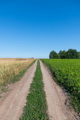 Fototapeta na wymiar Dirt country road between green soybean (Glycine max) and yellow wheat agricultural fields in summer sunny day. Clear blue sky. Selective focus. Copy space. Agribusiness theme.