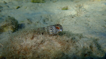 Sea snail common cerith or European cerith (Cerithium vulgatum) on sea bottom, Aegean Sea, Greece, Thasos island