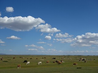 Distant shot of cattle grazing in a green steppe under the clouds and blue sky