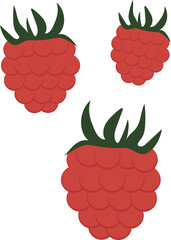 Doodle fruits. Natural tropical fruit, doodles raspberries or blackberries. Vegan kitchen hand drawn icon, vegetarian food, organic fruits. Vector illustration isolated.