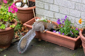 A Grey squirrel looking for food.